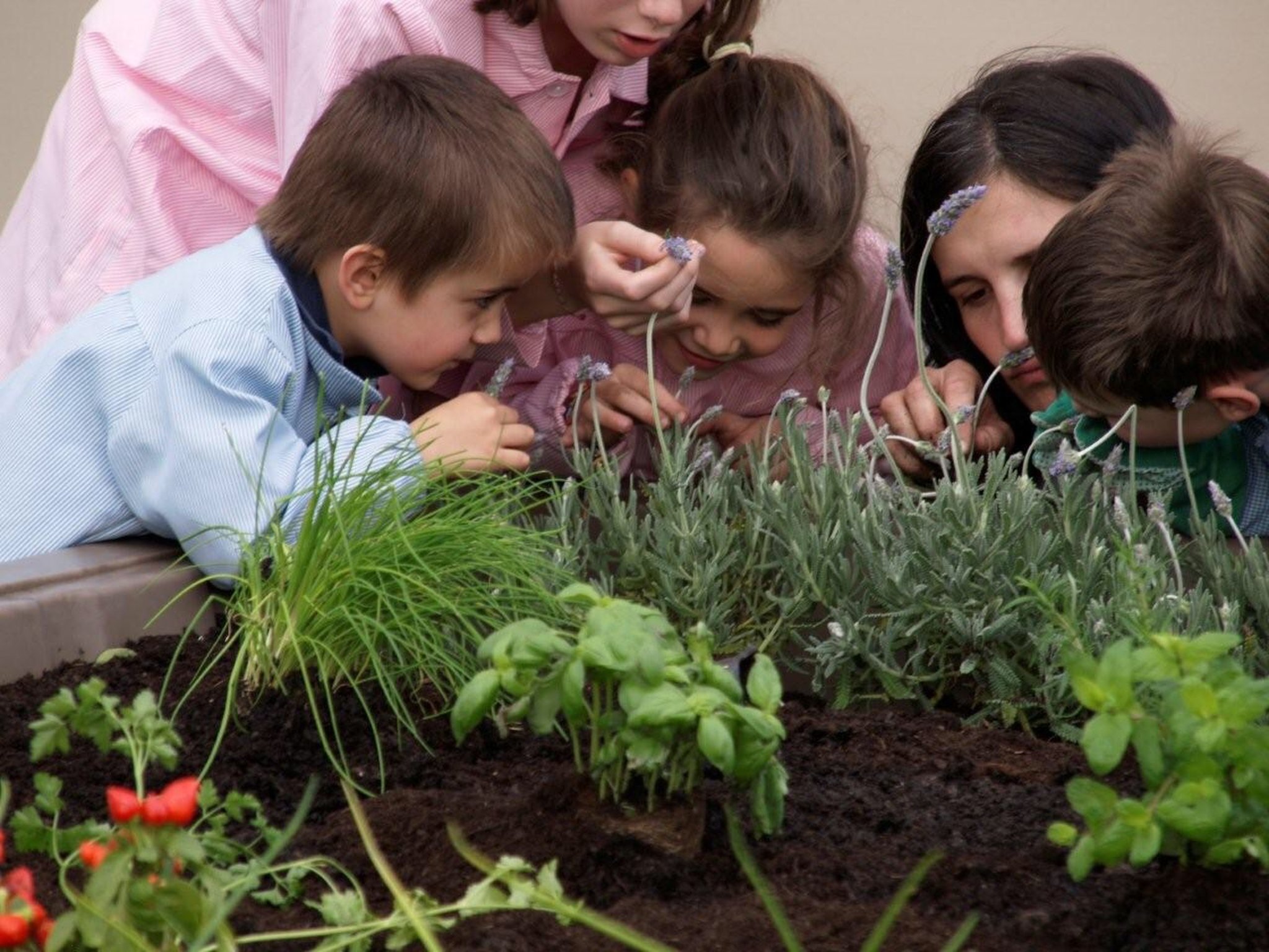 Cultivo ordenado en huerto escolar elevado GITMA dentro de un patio educativo