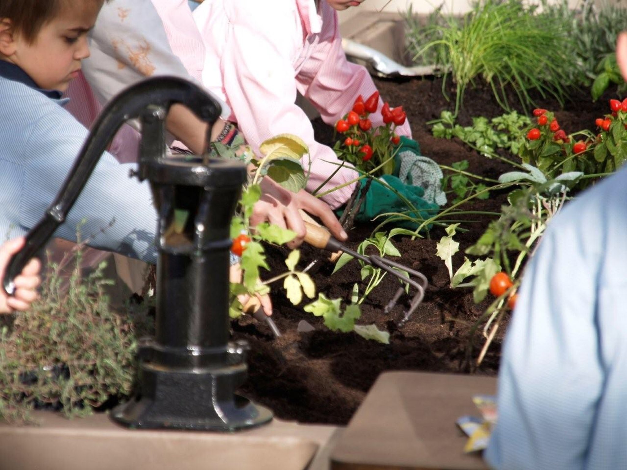 Detalle del uso cooperativo del huerto escolar GITMA