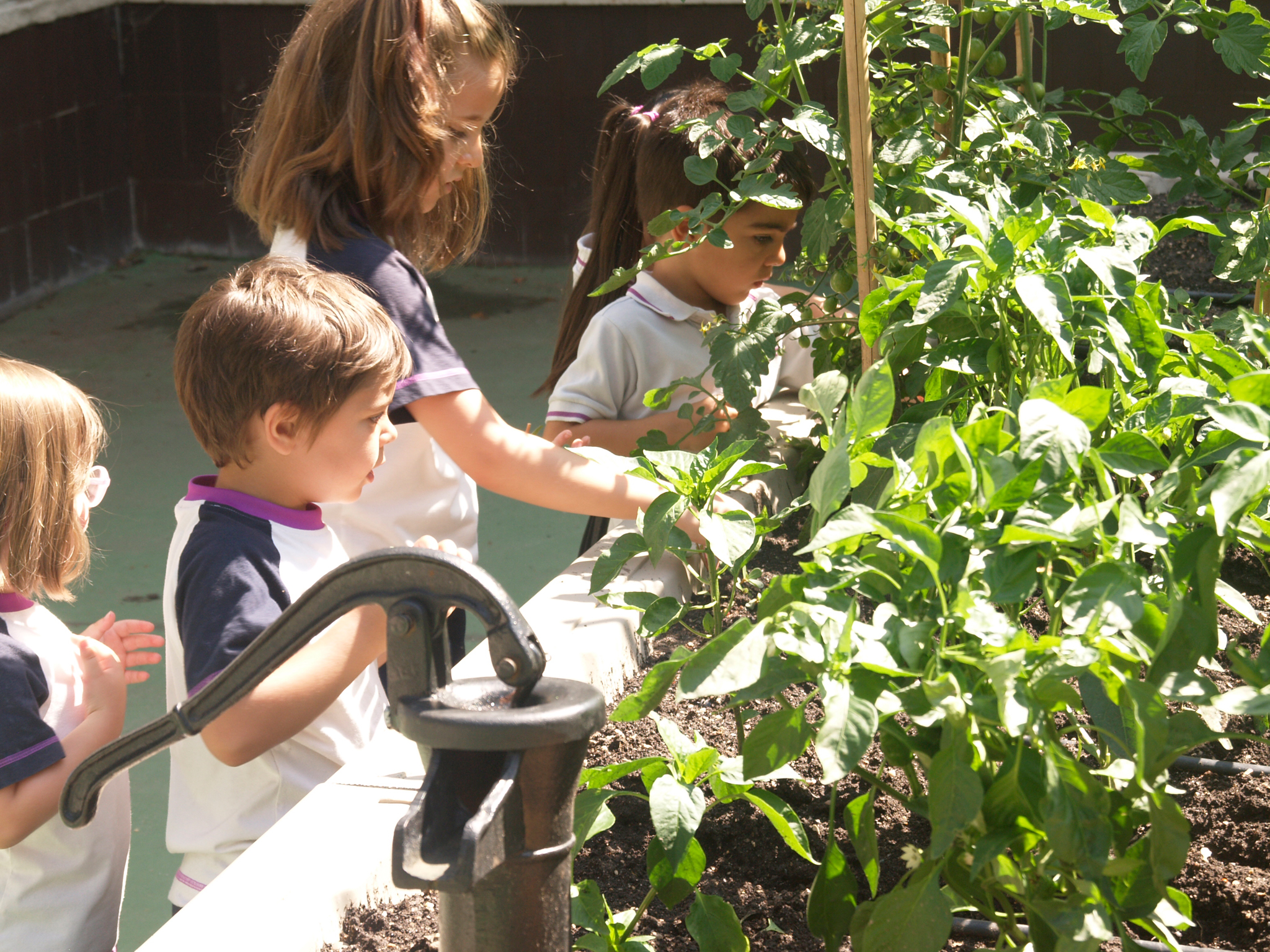 Huerto escolar GITMA instalado en el colegio San Fernando de Aviles
