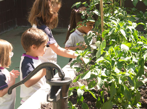 Huerto Escolar - Preparando el Futuro